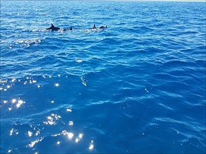 Dolphins