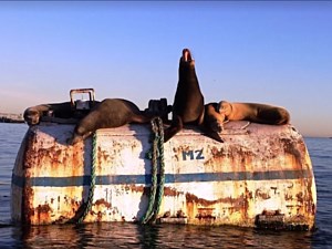 Long Beach Seals